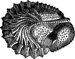 schaaldieren van de devoon periode, facops latifrons, wijnoogst gravure. vector