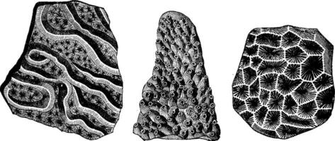 fossiel stoffelijk overschot van koralen leven in Frankrijk Bij de leeftijd Jura, wijnoogst gravure. vector