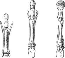 voet van anchitherium, voet van hipparion, voet van paard, wijnoogst gravure. vector