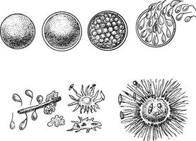 evolutie van dier geld, de oranje geld, wijnoogst gravure. vector