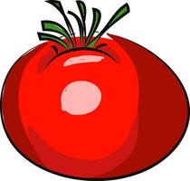 een rood tomaat, vector kleur illustratie.