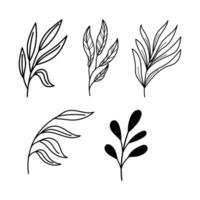 lijn kunst botanisch illustratie vector Aan wit achtergrond