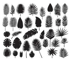 reeks van verschillend palm bladeren patroon reeks van zwart en wit vector illustraties verschillend palm bladeren planten zwart silhouet