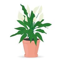 kamerplant voor de spathiphyllum in huis. geïsoleerd. gekleurde vector. vector