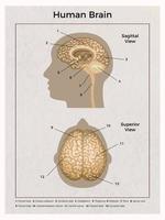 samenstelling van de anatomie van het menselijk brein vector