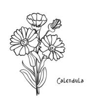 vector van calendula