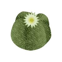 sappig astrophytum, exotisch tropisch fabriek. een woestijn bloem dat kan worden gegroeid Bij huis naar versieren de interieur. vector illustratie geïsoleerd Aan wit achtergrond.