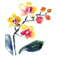gele orchidee geïsoleerd op wit vector