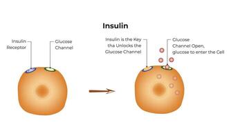 insuline vector ontwerp vector diagram illustratie