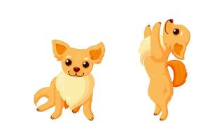 speels chihuahua hond aan het doen trucs. chihuahua metgezel met gekruld staarten geïsoleerd in wit achtergrond. vector illustratie