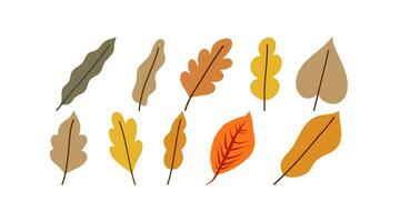 verzameling van herfst bladeren , patroon vector