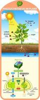 diagram dat proces van fotosynthese in plant toont vector