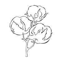 katoen bloem Aan Afdeling. zwart en wit vector illustratie geïsoleerd Aan wit achtergrond. hand- getrokken inkt katoen logo's, pictogrammen. botanisch illustraties