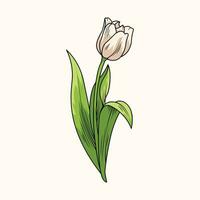 tulp bloem de illustratie vector