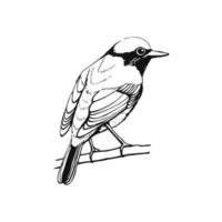 handgetekende vogel. roodstaartje. schets tekening. vectorillustratie. zwart en wit. vector