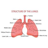 menselijk longen anatomie medisch. vector illustratie van de menselijk ademhalings systeem