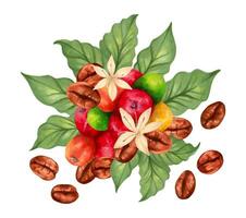 samenstelling van arabica en robusta koffie bessen met koffie bonen en bladeren met bloemen. markeerstift illustratie in waterverf stijl. koffie dag. productie, oogst. hand- getrokken geïsoleerd kunst vector