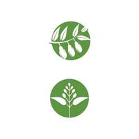 eucalyptus bladeren logo vector sjabloon ontwerp illustratie