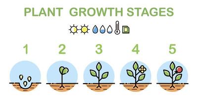 plantengroei stadia infographics. lijn kunst pictogrammen. beplantingsinstructiesjabloon. lineaire stijl illustratie geïsoleerd op wit. het planten van fruit proces. vector