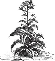 tabak nicotiana tabak, wijnoogst gravure. vector