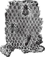 cellen van een bijenkorf, wijnoogst gravure. vector