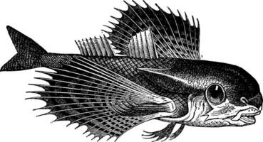 dactylopterus, wijnoogst gravure. vector