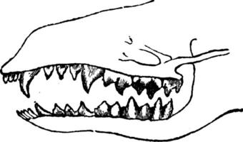 tanden van een insectenetende, wijnoogst gravure. vector