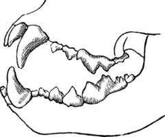 carnivoor tand, wijnoogst gravure. vector