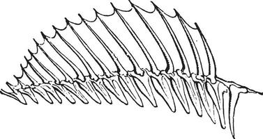 dorsaal, wijnoogst gravure. vector