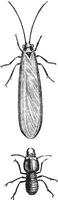 termieten, wijnoogst gravure. vector