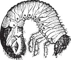 chafer larven, wijnoogst gravure. vector