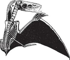 pterodactylus, wijnoogst gravure. vector