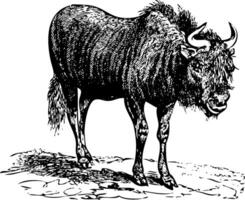 zwart wildebeest GNU oud gravure vector