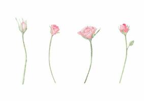 waterverf roze roos bloemen boeket voor valentijnsdag dag kaart vector