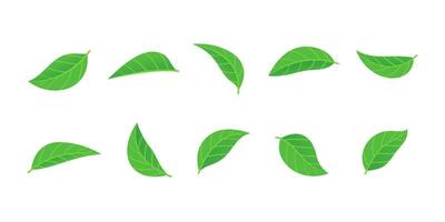 reeks van divers groen bladeren element vector