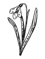 sneeuwklokje schetsen. voorjaar tijd bloem clip art. hand- getrokken vector illustratie geïsoleerd Aan wit achtergrond.