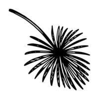 palm blad clip art. tropisch flora tekening schetsen. hand- getrokken vector plantkunde illustratie. gravure stijl tekening geïsoleerd Aan wit.