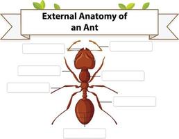 externe anatomie van een mier werkblad vector