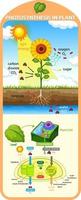 diagram dat proces van fotosynthese in plant toont vector