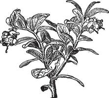 vaccinium vitis-idaea of bosbessen, wijnoogst gravure. vector