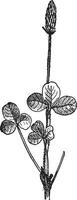 Klaver trifolium of klaverblad, wijnoogst gravure. vector