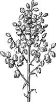 dicht struikgewas yucca of gemeenschappelijk yucca wijnoogst gravure vector