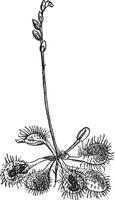 insectenetende zonnedauw drosera rotundifolia, wijnoogst gravure. vector