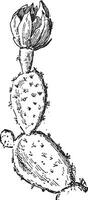 stekelig Peer of opuntia ficus-indica, wijnoogst gravure vector