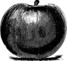 baldwinbellbloem appel wijnoogst illustratie. vector