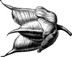 fruit van beertje voet helleborus foetidus wijnoogst illustratie. vector