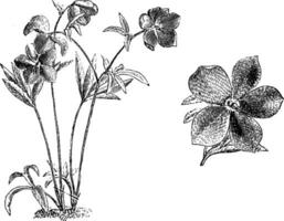 en vrijstaand single bloem van nieskruid helleborus caucausicus punctatus wijnoogst illustratie. vector