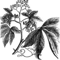 Virginia klimplant, ampelopsis of parthenocissus quinquefolia, Amerikaans klimop, houtnerf, false druif wijnoogst gravure. vector