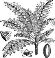 Indisch wierook of salai of boswellia serrata wijnoogst gravure vector