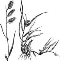 bouteloua dactyloides of buffelgras, gras, links mannelijk, Rechtsaf vrouw, wijnoogst gravure. vector